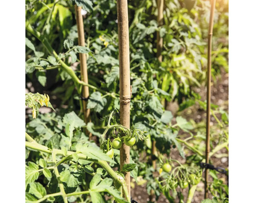 Plante de tomate susținute de bețe de bambus