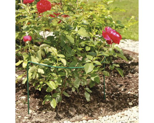 Trandafir cu suport pentru plante în stratul de grădină
