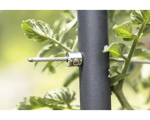 Prim-plan cu un sistem de suport pentru plante, cu cablu de oțel și clemă de fixare