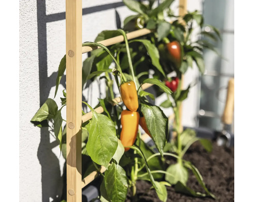 Plantă cu ardei pe un spalier din lemn