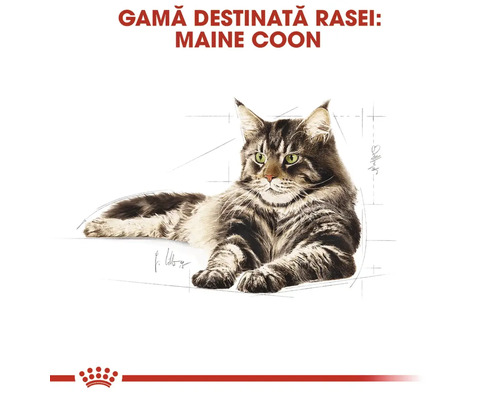 Ilustrație cu o pisică Maine Coon