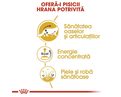 Informații despre hrana pentru pisici referitoare la sănătatea oaselor, energie și sănătatea pielii