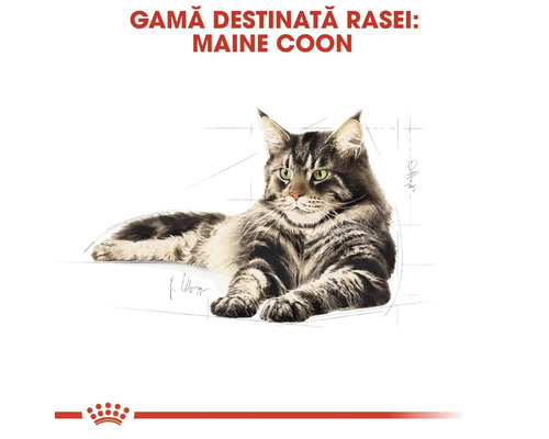 Ilustrație cu pisică Maine Coon