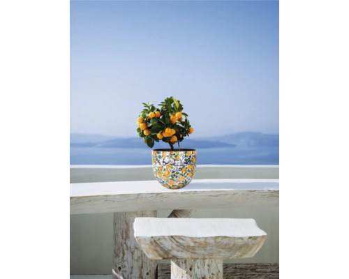 Citrus în ghiveci pe o masă afară