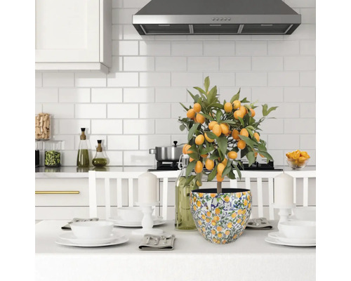 Scenă de bucătărie cu kumquat în ghiveci pe o masă