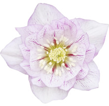 Prim-plan cu o spânz cu numeroase petale