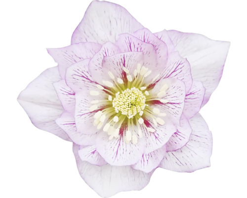 Prim-plan cu o spânz cu numeroase petale