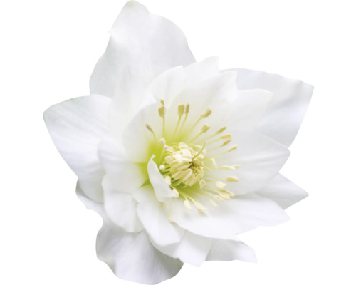 Prim-plan cu o spânz