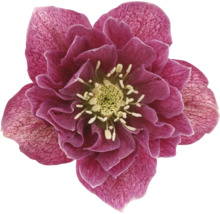 Prim-plan cu o spânz cu petale violet