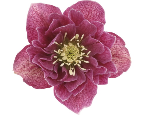 Prim-plan cu o spânz cu petale violet