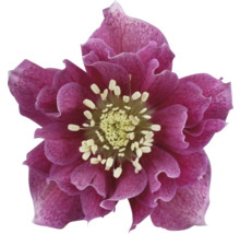 Prim-plan al unei spânz