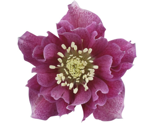 Prim-plan al unei spânz