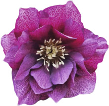 Prim-plan cu o spânz purpurie