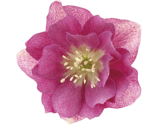 Prim-plan al unei spânz cu floare