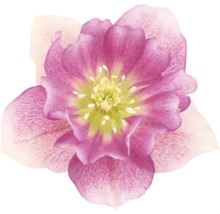 Prim-plan cu o spânz