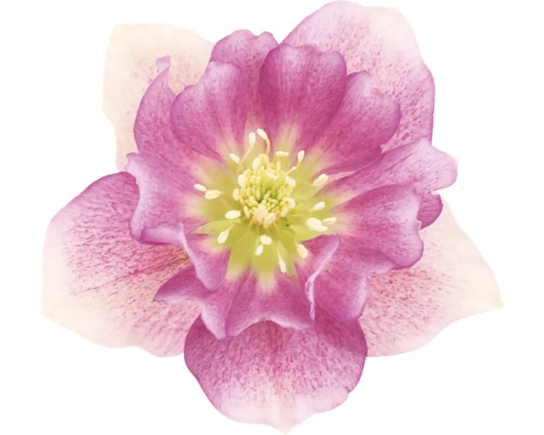 Prim-plan cu o spânz