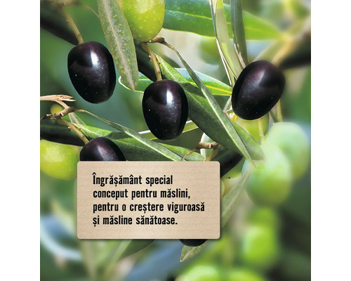 Ramură de măslin cu măsline coapte și necoapte