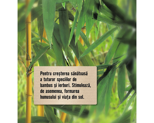 Bambus și ierburi în detaliu, informații textuale despre creșterea sănătoasă a tuturor speciilor