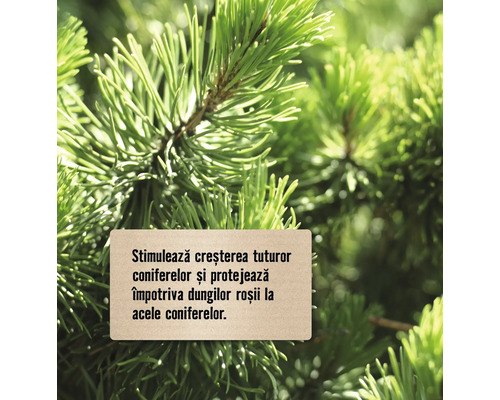 Conifere cu semn de informații pentru stimularea creșterii