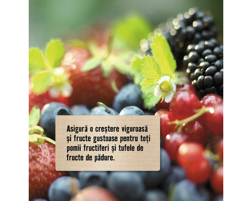 Prim-plan cu fructe de pădure și text despre creștere și fructe pentru pomi fructiferi și arbuști fructiferi