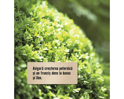 Prim-plan cu buxus cu etichetă