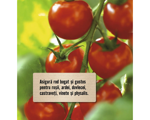 Plantă de tomate cu roșii coapte