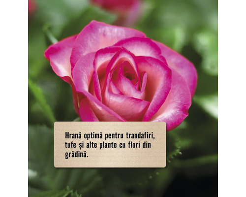 Prim-plan cu un trandafir cu un semn care promovează nutriția optimă pentru trandafiri, arbuști și alte plante cu flori din grădină.