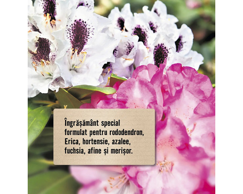 Îngrășământ special formulat pentru rododendron, erica, hortensie, azalee, fuchsia, afine și merișor
