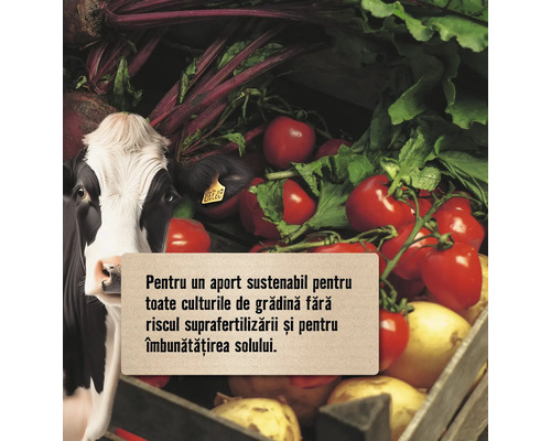 Ilustrație cu bovine, legume și câmp de text