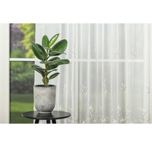 Ficus elastica într-un ghiveci pe o măsuță laterală în fața unei ferestre cu perdele