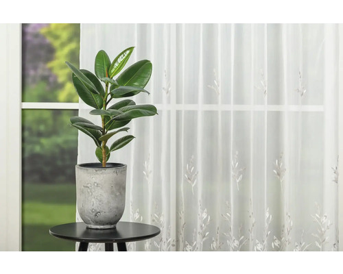 Ficus elastica într-un ghiveci pe o măsuță laterală în fața unei ferestre cu perdele