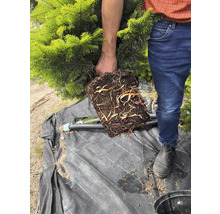 Prim-plan cu un bărbat care ține un brad tânăr cu rădăcini expuse.