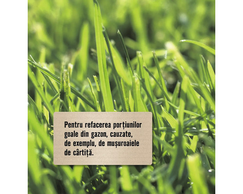Gazon pentru refacerea porțiunilor goale din gazon