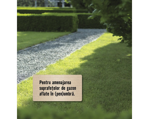 Suprafață de gazon cu cărare de pietriș și gard viu tuns