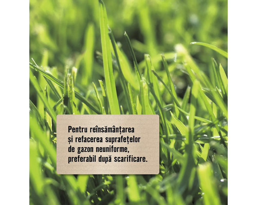 Semințe de gazon pentru refacerea suprafețelor de gazon neuniforme, preferabil după scarificare.
