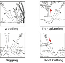 Ilustrații care arată utilizarea unui plivitor de buruieni pentru plivit, transplantare, săpat și tăiat rădăcini.