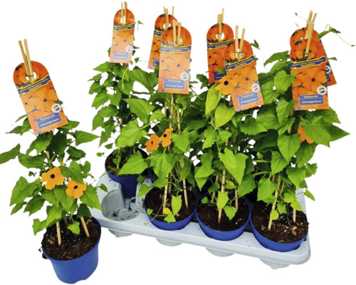 Plante ochiul boului în ghiveci