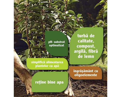 Planta este plantată într-un substrat cu pH optimizat care simplifică irigarea, reține apa și conține turbă de calitate, compost, argilă, fibre de lemn și îngrășământ cu oligoelemente.