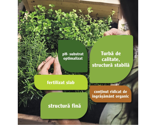 Jardiniere cu ierburi și informații despre turbă, substrat, îngrășământ și structură