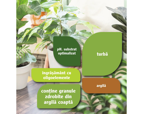 Grafic cu informații despre ingredientele unui produs: substrat cu pH optimizat, turbă, îngrășământ cu oligoelemente, argilă și granule zdrobite din argilă coaptă