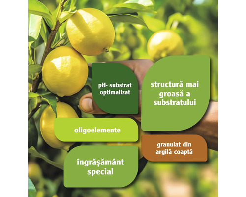 Informații despre substratul cu pH optimizat, oligoelemente, îngrășământ special și structura grosieră a substratului lângă lămâi.