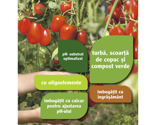 Plantă de tomate cu instrucțiuni pentru pH optim, substrat, turbă, scoarță, compost, oligoelemente, var și îngrășământ