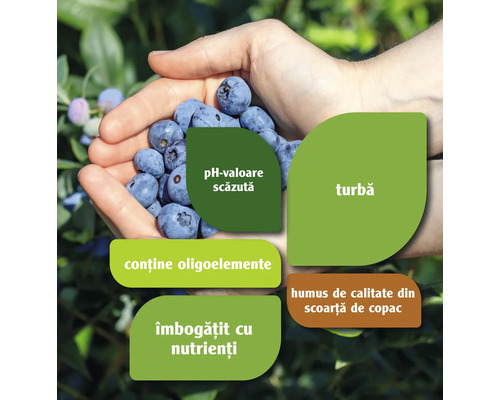 O mână de afine cu informații despre proprietăți, cum ar fi turbă, pH scăzut, oligoelemente, humus de calitate din scoarță de copac și îmbogățit cu nutrienți.