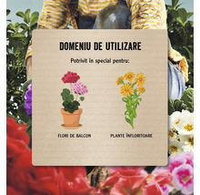 Domeniu de utilizare pentru flori de balcon și plante înfloritoare