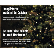 Informații despre îndepărtarea și originea numelui bradului de Crăciun Nordmann.