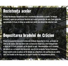 Informații despre rezistența acelor și depozitarea bradului de Crăciun