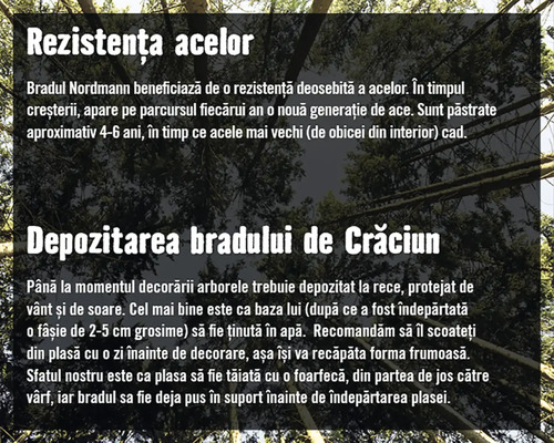 Informații despre rezistența acelor și depozitarea bradului de Crăciun