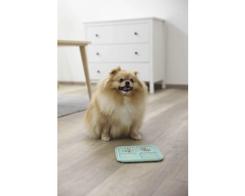 Un Spitz pitic bej stă așezat lângă un castron pentru hrană pe podea.