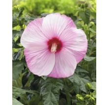 Prim-plan cu o singură floare de hibiscus roz cu frunze verzi