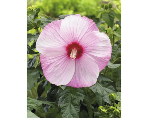 Prim-plan cu o singură floare de hibiscus roz cu frunze verzi